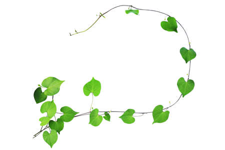 Natural frame of green heart shaped leaves climbing plant with budding flower, clipping path...