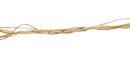 Wild vines with their little buds isolated on white background, still alive concept, clipping path includedの写真素材