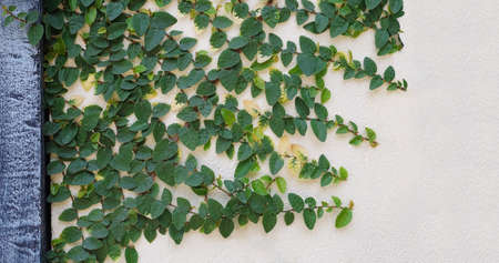 Creeping fig, Ficus pumila, climbing on creamy concrete wall backgroundの写真素材