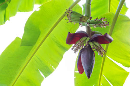 Banana flower with young banana on banana leaves backgroundの写真素材