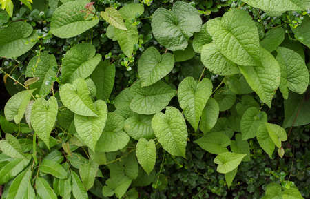 Heart shaped green leaves wild vine background, romantic nature backgroundの写真素材