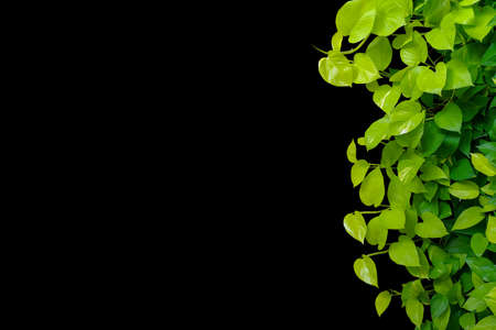 Heart shaped green yellow leaves, devil's ivy, golden pothos, ornamental tropical plant isolated on black background, clipping path included.の写真素材