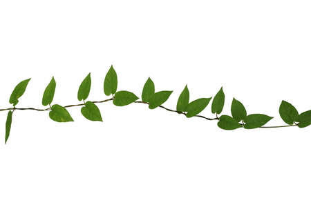 Wild climbing plant isolated on white background, clipping path included. Heart-shaped green leaves jungle, liana plant.の写真素材