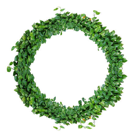 Foliage alphabet letter O, natural green leaves wreath, ivy wreath, heart shaped leaves, devil's ivy, golden pothos, isolated on white background.の写真素材