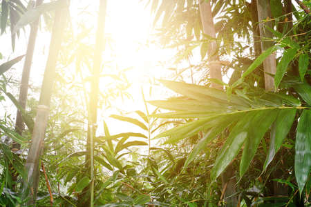 Bamboo forest background in morning sunlight with spider webs and morning mist, warm tone soft focus background.の写真素材