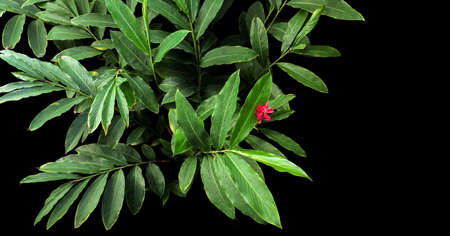 Top view of green leaves with red flower bloom of red ginger (Alpinia purpurata), tropical forest plant growing in wild on black background.の写真素材