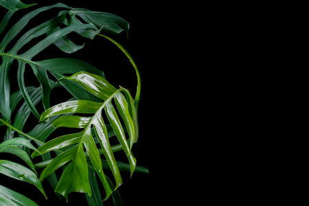 Green leaves with water drops of Monstera plant growing in wild, the tropical forest plant, evergreen vine on black background.の写真素材