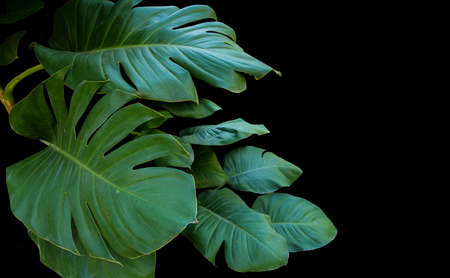 Split green large leaves of giant pothos or devil's ivy overgrowing in wild, tropical plant on black background.の写真素材