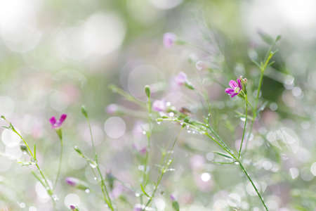 Abstract spring flower blurred background of Gypsophila tiny purple flowers bloom with morning...