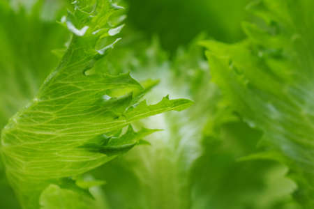 Greenery abstract vegetable blurred backgroundの写真素材