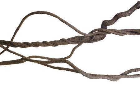 Big twisted lianas, jungle vines plant isolated on white background, clipping path included.の写真素材