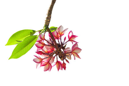 Branch of plumeria or red frangipani flowers with green leaves isolated on white background, clipping path included.の写真素材