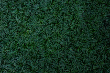 Dark green leaves of ground cover plant, mini mondo grass or snakes beard (Ophiopogon japonicus), abstract texture background.の写真素材