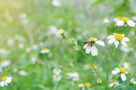 Bee working on wild weed flower field, Spanish needles, in morning sunlight of spring season.の写真素材