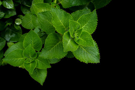 Green leaves of Indian borage (Mexican mint, country borage, Spanish thyme, French thyme, or soup mint), tropical medicinal herb on black background.の写真素材