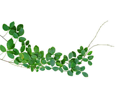 Tropical climbing vine (Cayratia trifolia (Linn.) Domin.) growing in wild isolated on white background, clipping path included.の写真素材
