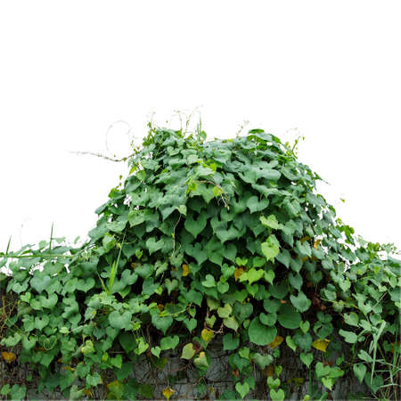 Heart shaped green leaves climbing wild vines (obscure morning glory) covered fence in abandoned area isolated on white background, clipping path included.の写真素材