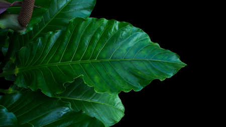 Bird's nest Anthurium, Anthurium hybrid the tropical foliage plant green leaves on black background.