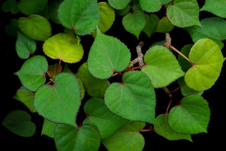 Heart shaped green leaves of sea hibiscus (Hibiscus tiliaceus) miniature bonsai tree on black...