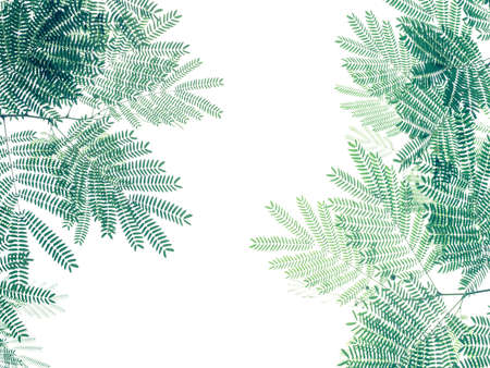 Green leaf pattern on white background, nature creative layout of White Popinac tree (Leucaena leucocepphala) the tropical plant.の写真素材