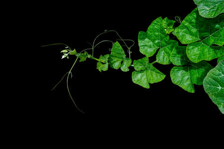 Pumpkin green leaves with hairy vine plant stem and tendrils on black background.の写真素材