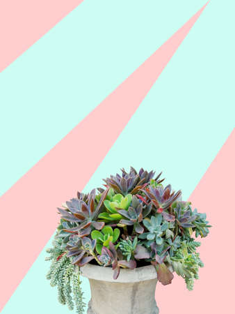succulent plants arrangement in concrete planter on trendy pastel background, clipping path included.の写真素材