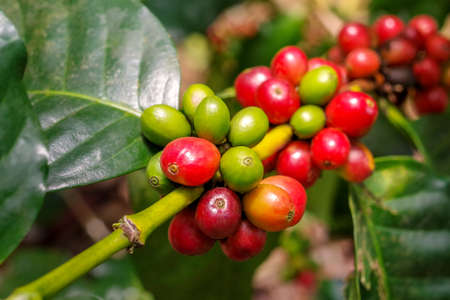 Coffee berries (cherries) grow in clusters along the branch of the coffee tree in organic plantation.の写真素材