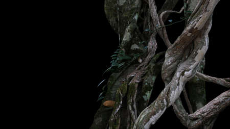 Twisted wild liana big jungle vines plant with moss, lichen and wild climbing orchid leaves on black background.の写真素材