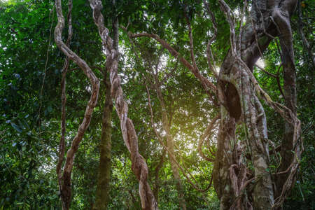 Twisted wild liana messy jungle vines plant with lichen on lush foliage tropical rainforest, jungle...