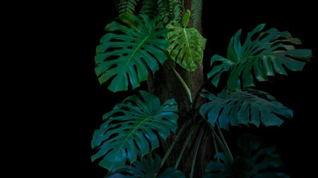 Green leaves of monstera or split-leaf philodendron (Monstera deliciosa) the tropical foliage plant growing in wild climbing on tree trunk on black background. Tropical rainforest, jungle background.の写真素材