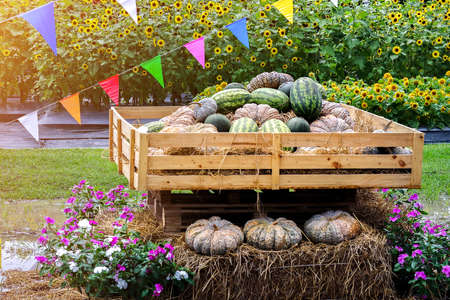 Pumpkins and watermelons pile display on wooden box and hay bales decorated with flowers and colorful flags and sunflowers field on background. Agriculture harvest exhibition, organic market concept.の写真素材