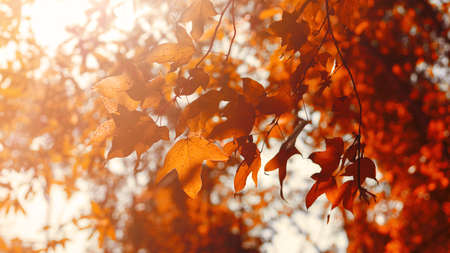 Autumn leaves in morning sunlight, soft focus with abstract blurred bokeh background.の写真素材
