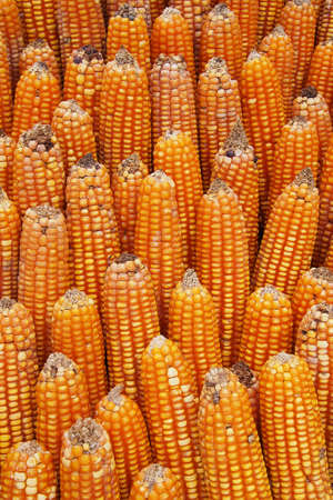 Dried corns stack, abstract texture color background.の写真素材