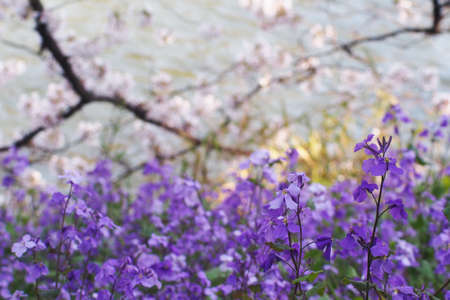 Chinese Violet Cress or February Orchid (Orychophragmus violaceus) the early spring wild flower blooming underneath the cherry tree branches in blurred background.の写真素材