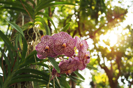 Vanda orchid exotic flowers with violet spots living on tree trunk in tropical garden with bokeh blurred trees and sunlight flare.の写真素材