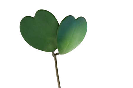 Heart shaped succulent green leaves of tropical climbing plant Sweetheart Hoya or Valentine Hoya (Hoya kerrii ) with plant stem isolated on white background, clipping path included.の写真素材