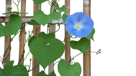 Heavenly blue Morning Glory flower (Ipomoea tricolor) with heart shaped green leaves and vines...