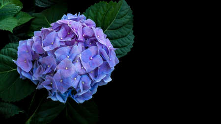 Blue violet hydrangeas flower with dark green leaves on black background.の写真素材