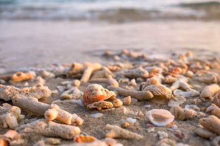 Sea shells and coral fragments on sandy beach in morning warm sunlight sea summer background, close-up.の写真素材