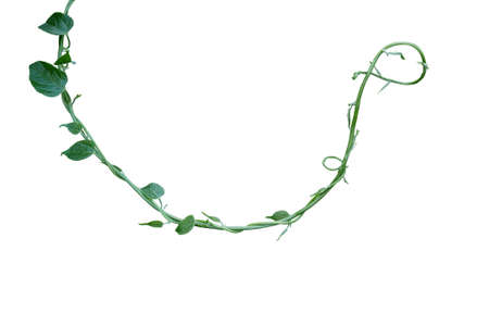 Twisted jungle vines liana plant with green leaves isolated on white backgroundの写真素材