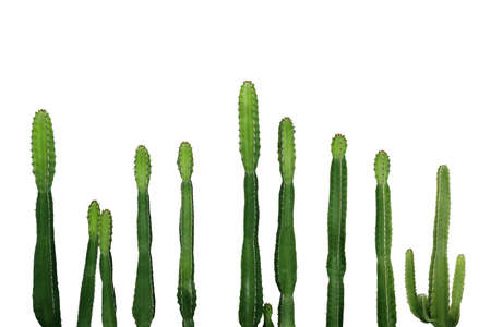 Tropical succulent plant Cowboy cactus (Euphorbia Ingens) isolated on white background, clipping path included.の写真素材