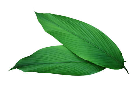 Green leaves of turmeric (Curcuma longa) ginger medicinal herbal plant isolated on white backgroundの写真素材