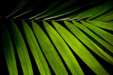 Tropical palm leaf green nature pattern on black background.