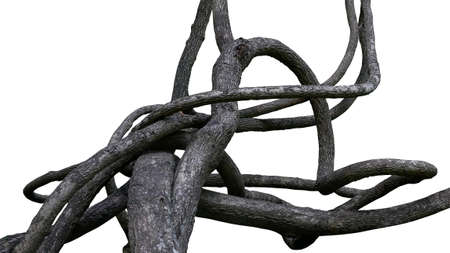 Huge vines liana plant jungle tree branches isolated on white background, clipping path included.の写真素材