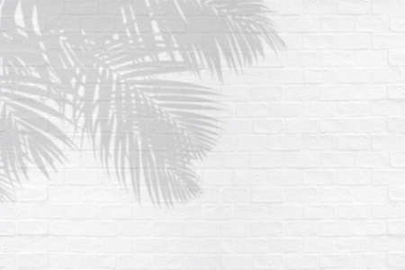 Tropical palm leaves shadows on white brick wall texture background.