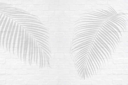 Tropical palm leaves shadows on white brick wall texture background.の写真素材