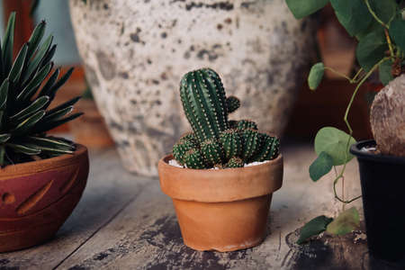 Small potted cactus indoor houseplant in clay pot on rustic wood garden background.の写真素材