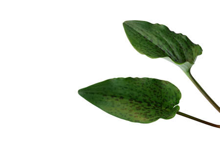 Spotted leaves African hosta or Leopard plant (Drimiopsis maculata) one of the most popular bulb...