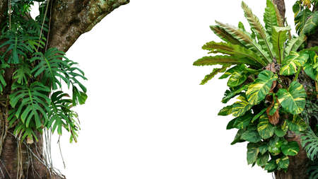 Nature frame of jungle trees with tropical rainforest foliage plants (Monstera, birdâs nest fern, golden pothos and forest orchid) growing in wild isolated on white background with clipping path.の写真素材