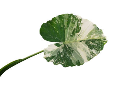 Heart shaped variegated leaf of Elephant Ears or Variegated Alocasia (Alocasia macrorrhiza...